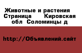  Животные и растения - Страница 18 . Кировская обл.,Соломинцы д.
